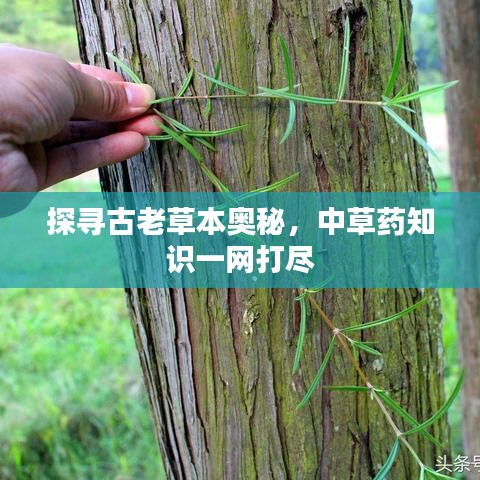 探寻古老草本奥秘，中草药知识一网打尽