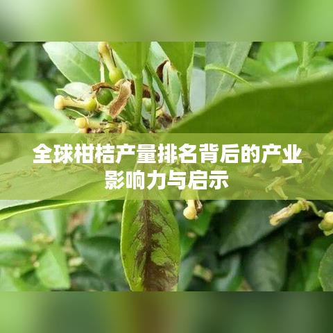 全球柑桔产量排名背后的产业影响力与启示